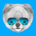 Hand drawn portrait of Pomeranian dog with mirror glasses. Royalty Free Stock Photo