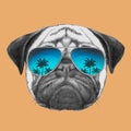 Hand drawn portrait of Pug Dog with mirror sunglasses. Royalty Free Stock Photo