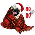 Hand drawn portrait of pug dog wearing santa hat and plaid blanket. Vector Christmas poster. Xmas greeting card. Winter
