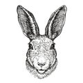 Hand-drawn portrait of rabbit. Easter bunny, sketch. Vector illustration Royalty Free Stock Photo