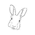 Hand-drawn portrait of rabbit. Vector illustration. portrait of a hare, head of a hare vector sketch illustration Royalty Free Stock Photo