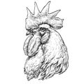 Hand drawn portrait of Rooster.