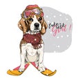 Hand drawn portrait of skiing beagle dog wearing hat, goggles and scarf. Vector Christmas illustration. Colored puppy