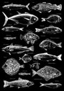 Hand drawn poster with different type of fishes Royalty Free Stock Photo