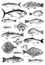 Hand drawn poster with different type of fishes Royalty Free Stock Photo
