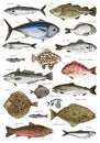 Hand drawn poster with different type of fishes Royalty Free Stock Photo