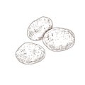 Hand drawn potato. Illustration isolated on white background. Royalty Free Stock Photo