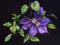 Hand drawn pretty bright colorful botanical floral sketch illustration. Honey bee sitting on the purple violet clematis