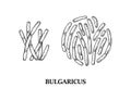 Hand drawn probiotic bulgaricus bacteria. Good microorganism for human health and digestion regulation. Vector illustration in