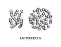 Hand drawn probiotic lactococcus bacteria. Good microorganism for human health and digestion regulation. Vector illustration in
