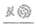 Hand drawn probiotic streptococcus thermophiles bacteria. Good microorganism for human health and digestion regulation. Vector