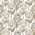 Hand drawn protea flower seamless vector pattern. Royalty Free Stock Photo