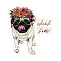 Hand drawn pug dog cosplay portrait of Frida Kahlo. Flower wreath, earrings, eyebrows. Vector engraved quarantine poster Royalty Free Stock Photo