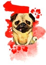 Hand drawn pug with red cherry flowers and brush spot Royalty Free Stock Photo