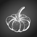 Hand-drawn pumpkin squash white outline on dark blackboard