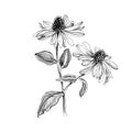 Hand-drawn Purple echinacea. Medicinal herb