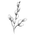 Hand drawn Pussywillows Branch Black Ink Vector Illustration Royalty Free Stock Photo