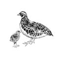 Hand drawn quail familie Royalty Free Stock Photo