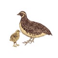 Hand drawn quail familie Royalty Free Stock Photo