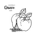 Hand drawn quince sketch style vector illustration. Quince apple with leaf ink illustration.