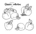 Hand drawn quince sketch style vector illustration. Quince apple with leaf ink illustration. Royalty Free Stock Photo