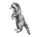 Hand drawn raccoon Royalty Free Stock Photo
