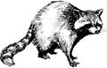 Hand drawn raccoon