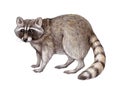 Hand drawn raccoon illustration. Wildlife forest, park and woodland animal on white background. Cute furry realistic