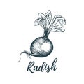 Hand drawn radish. Vector illustration of vegetarian food. Sketch of farm market product.