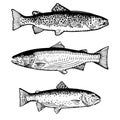 Hand Drawn Rainbow Trout and Atlantic Salmon Royalty Free Stock Photo