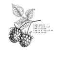 Hand drawn raspberry branch, leaf and berry. Engraved vector illustration. Bramble agriculture plant. Summer harvest