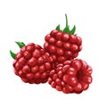 Hand drawn raspberry. White isolated illustration. High quality Royalty Free Stock Photo