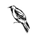 Hand drawn raven sketch illustration. Vector black ink drawing isolated on white background. Grunge style