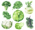 Watercolor Set of Variety Cabbage