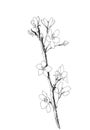 Hand drawn realistic cherry branch blossom isolated on white background. Branch sakura - blooming tree. Illustration jpg Royalty Free Stock Photo