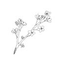 Hand drawn realistic cherry branch blossom isolated on white background. Branch sakura - blooming tree. Vector Royalty Free Stock Photo