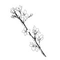 Hand drawn realistic cherry branch blossom isolated on white background. Branch sakura - blooming tree. Vector Royalty Free Stock Photo