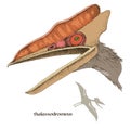 Hand drawn realistic pterosaur Thalassodromeus Royalty Free Stock Photo