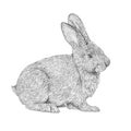 Hand drawn realistic rabbit. bunny rabbit,