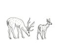 Hand drawn realistic sketch of deers