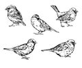 Hand drawn realistic sparrow birds vector set