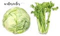 Watercolor Realistic Celery Bunch and Cabbage Head Illustration, Fresh Vegetables Collection Royalty Free Stock Photo