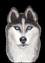 Realistic illustration of beautiful husky