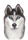 Realistic illustration of beautiful husky