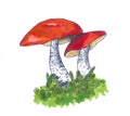 Hand drawn red-capped Mushrooms
