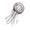 Hand-drawn red jellyfish. Vector sketch illustration. Sea collection. Engraved illustrations isolated on white background Royalty Free Stock Photo