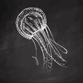 Hand-drawn red jellyfish. Vector sketch illustration. Sea collection. Engraved white illustrations isolated on chalkboard Royalty Free Stock Photo