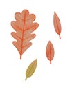 Hand drawn red oak leaf, simple oval foliage with a rough texture