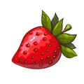 Hand drawn red ripe juicy strawberry illustration isolated on white. colored sketch of tasty cute red berry. sweet fruit Royalty Free Stock Photo