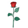 Hand drawn red rose flower isolated on white background. Botanical decorative doodle sketch illustration for greeting card, Royalty Free Stock Photo